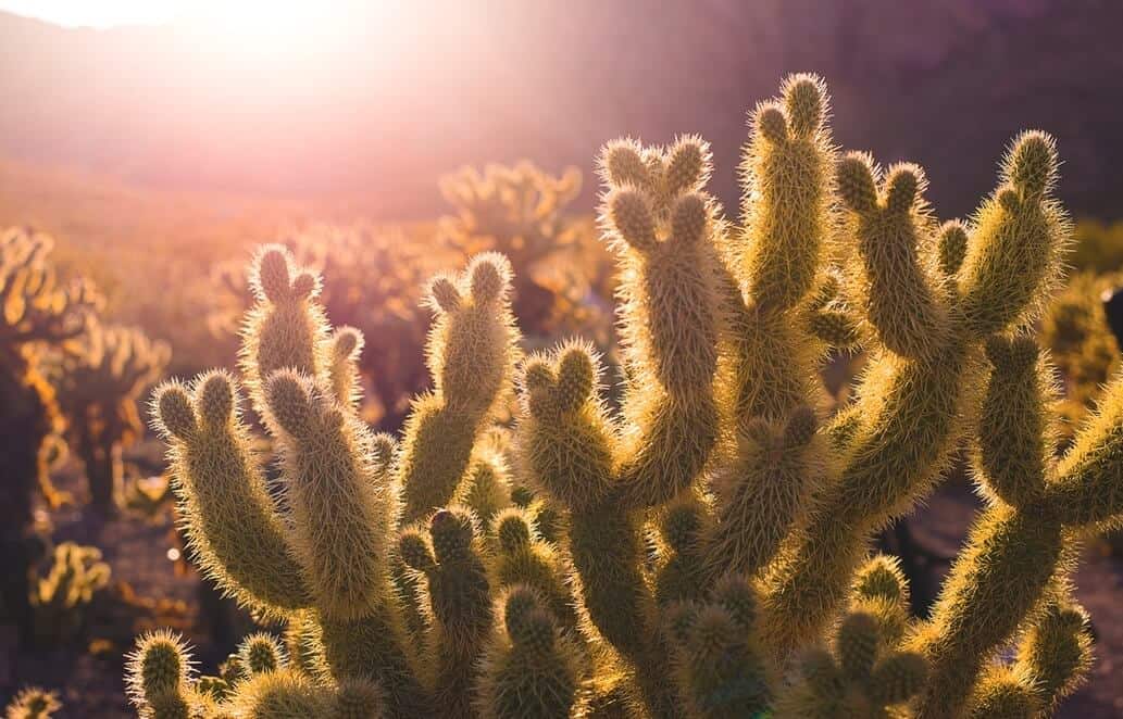 Term Life Insurance to Age 100